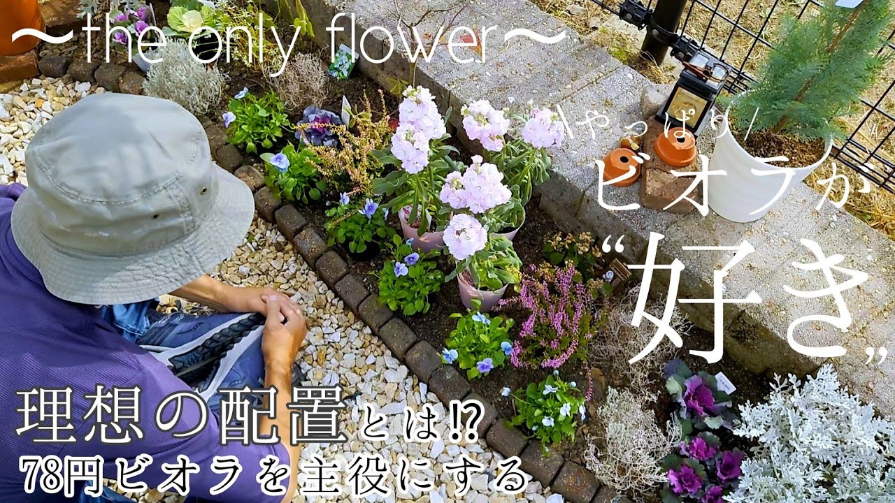 【ガーデニングvlog】冬の庭作り②/春まで楽しめる植物で花壇作り♪78円ビオラを主役にするための理想的な配置とは⁉