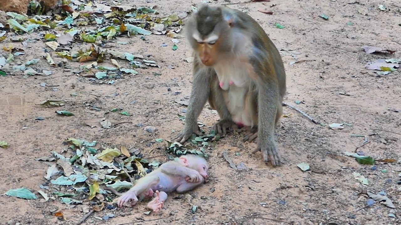 Oh ! Adorable baby Levy can't get up from the ground after he was learning to walk