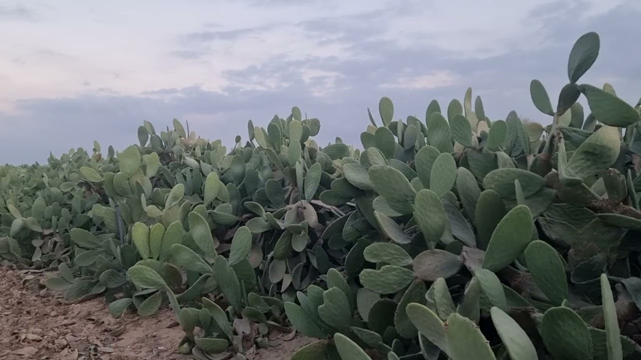 جارى الأول زارع فاكهة وجارى التانى زارع موالح وجارى الثالث  زارع محاصيل وكلنا بناخد من بعض عادى