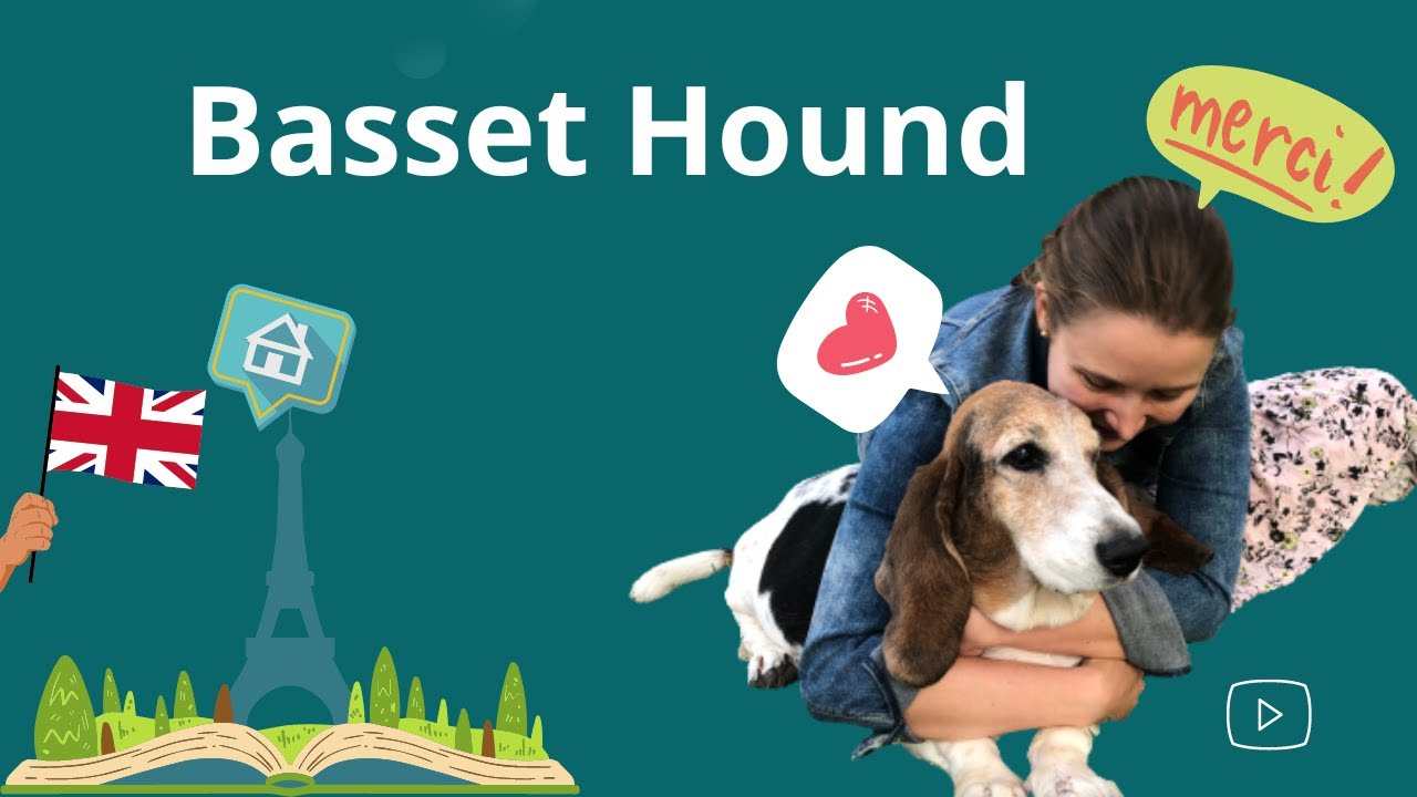 ¿QUÉ debería SABER ANTES de COMPRAR o ADOPTAR un BASSET HOUND?