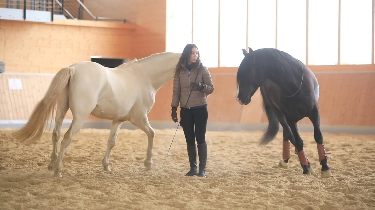 Liberty Training with 2 horses