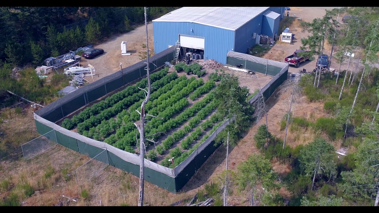 Rootworx Marijuana-Cannabis Crop Progression Aug 9