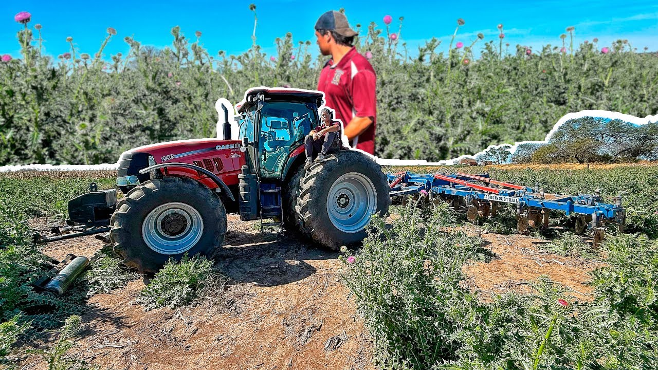 Pasando el carpidor entre cardos de 2 metros 😱| Preparando lote para el GIRASOL 🌻 