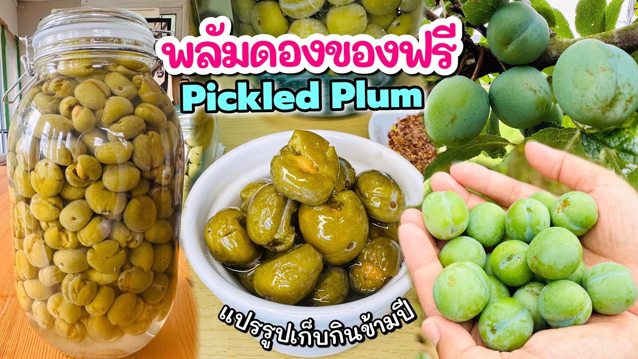 สูตรพลัมดองแซ่บๆ ของฟรีจากสวนหลังบ้าน ทำทุกปีไม่เคยพลาด‼️ Pickled Plum in UK | แขมรอินเตอร์