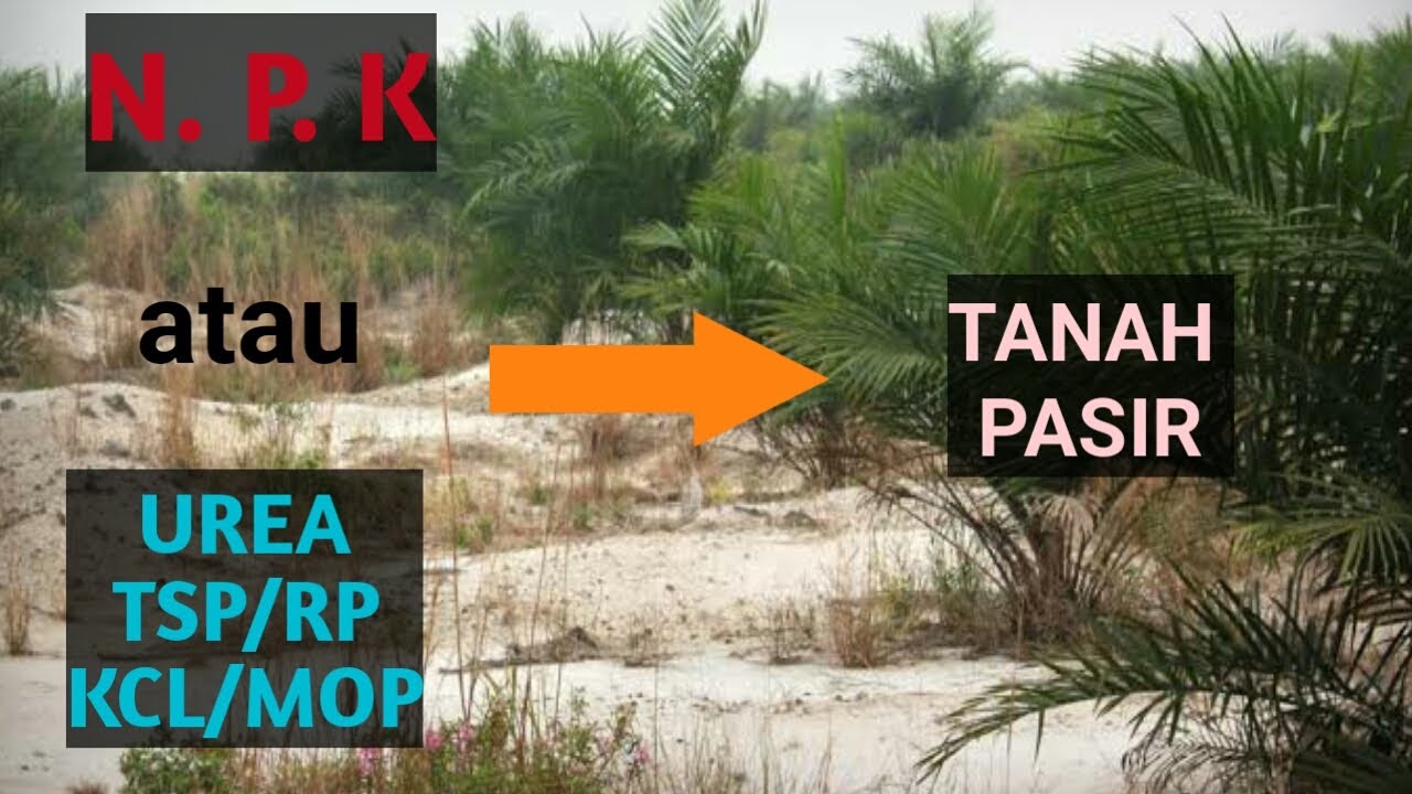 STRATEGI PRMUPUKAN DI AREAL PASIR
