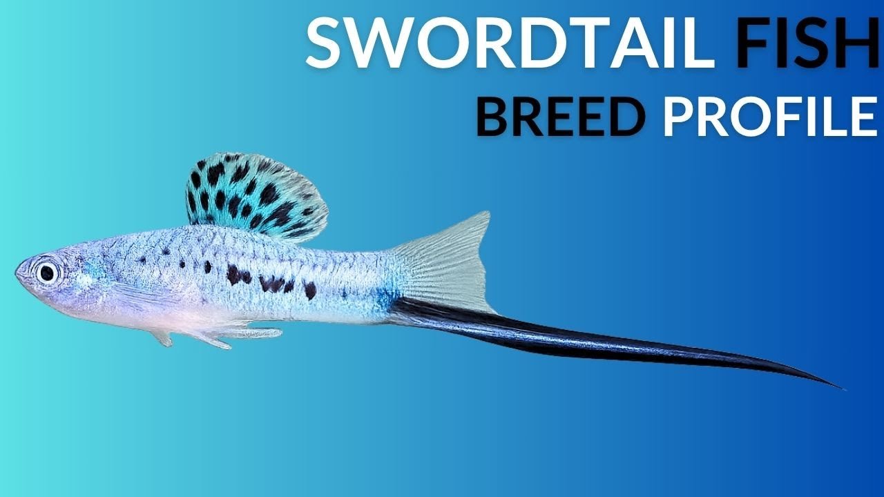 Swordtail Fish Care Guide | Tank Setup  Feeding  Breeding & Lifespan