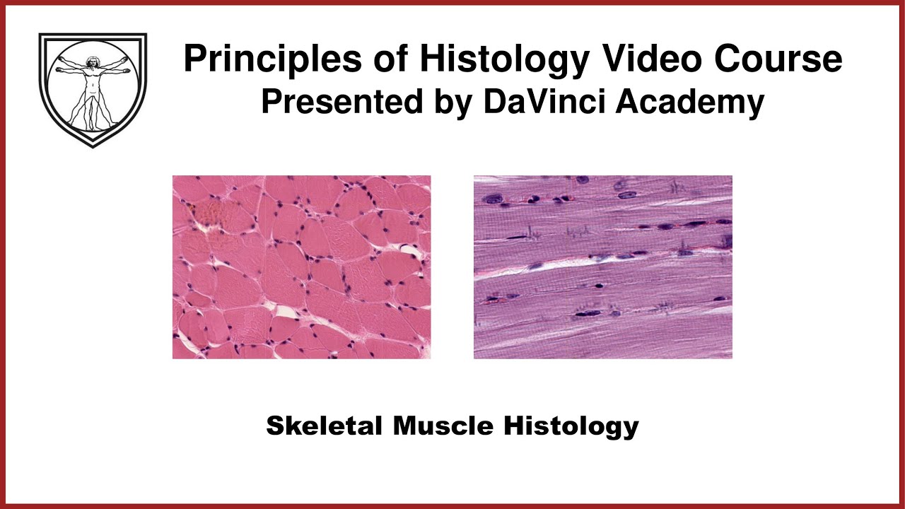 Skeletal Muscle Histology [Muscle Histology Part 1 of 4]