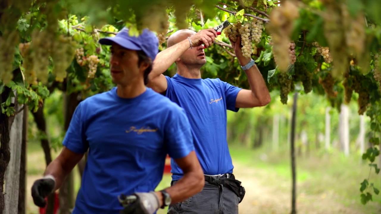 Cantina Produttori Erbaluce di Caluso - video istituzionale