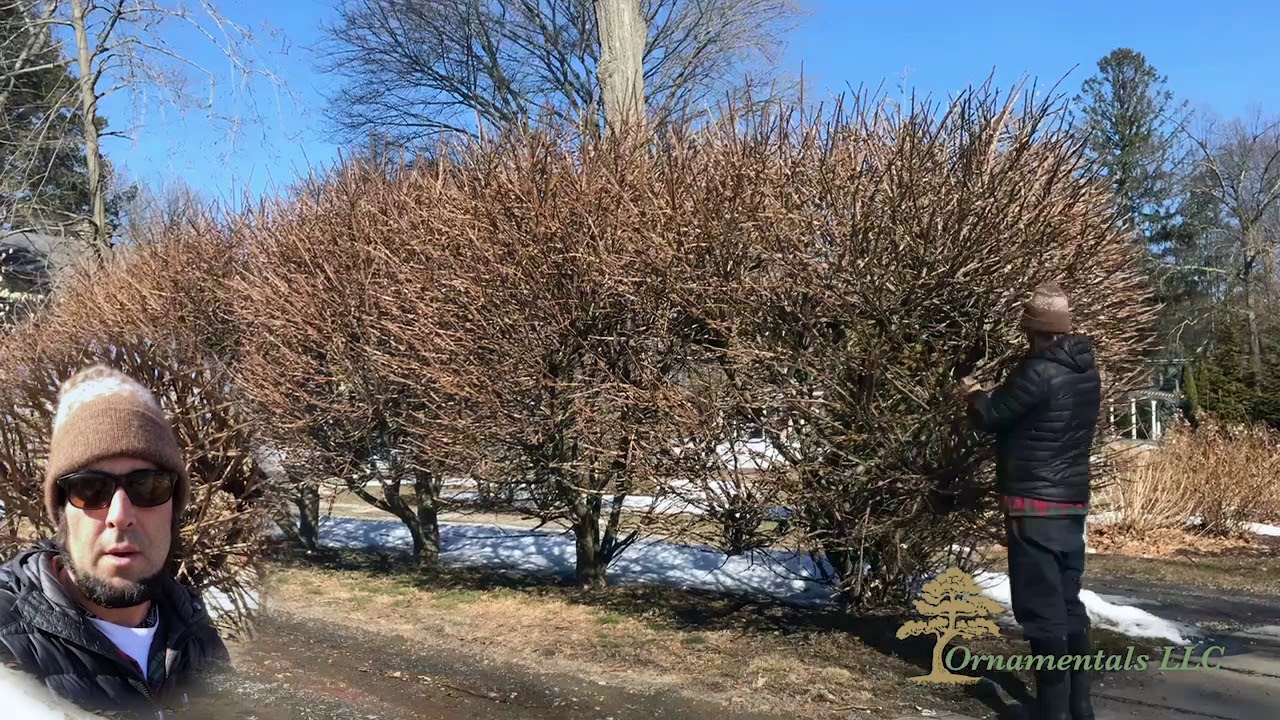 Burning Bush