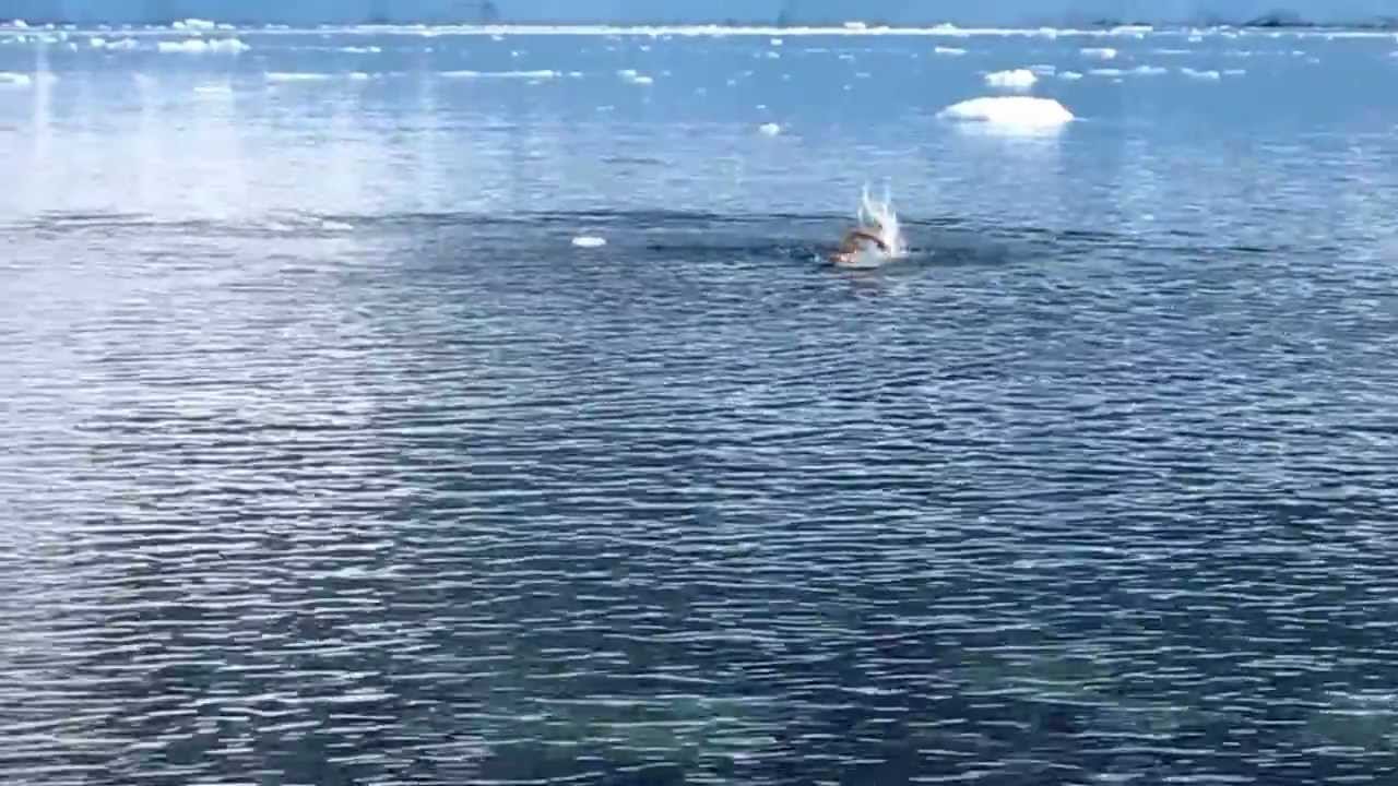 Don Warner's Icy Antarctic Swim with Gentoo Penguins