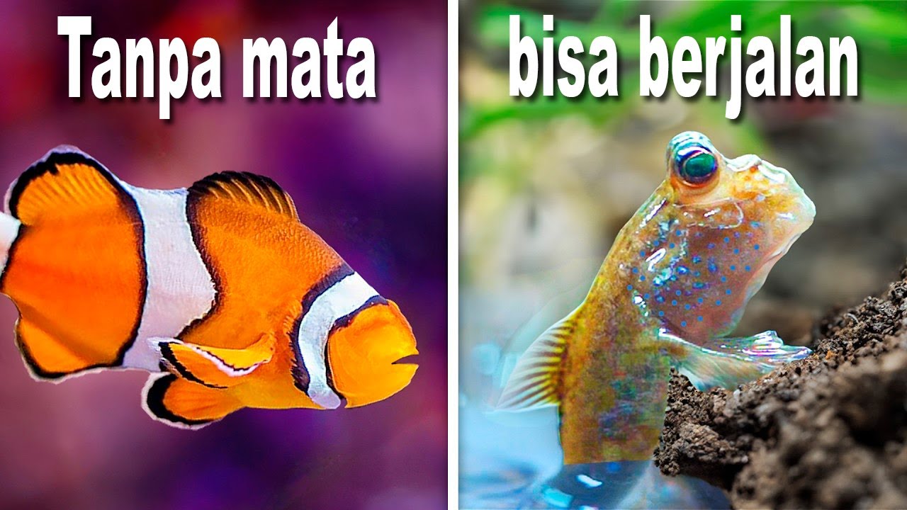 Saya Memelihara 7 Ikan Peliharaan Paling Aneh…