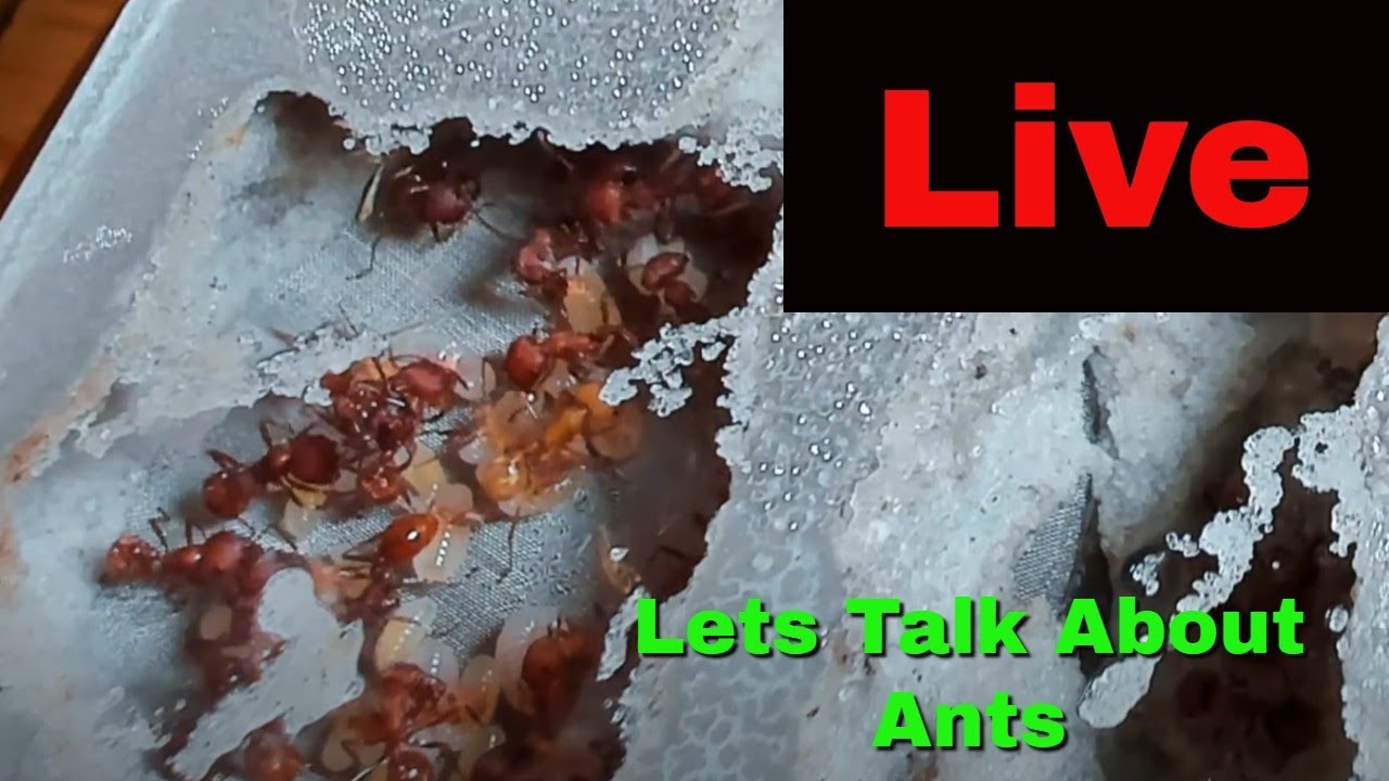 Let talk about ants, as we watch them. 