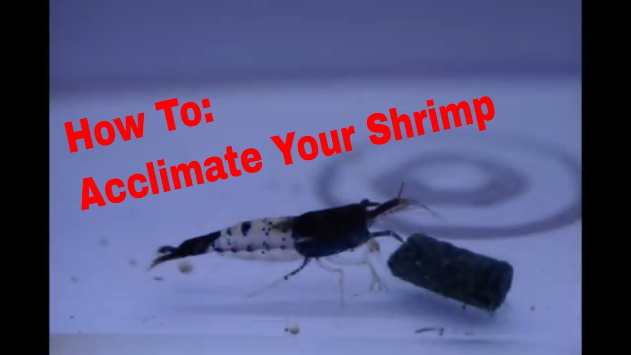 How to: Acclimate Freshwater Shrimp To Your Aquarium (For Beginner Shrimp Keeping)