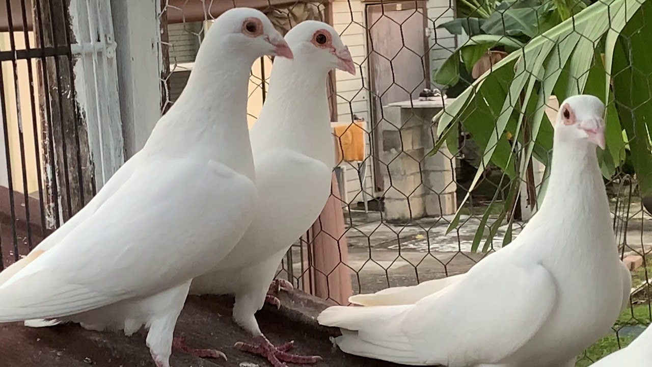 28 Pares de Palomas Blancas Reproductoras