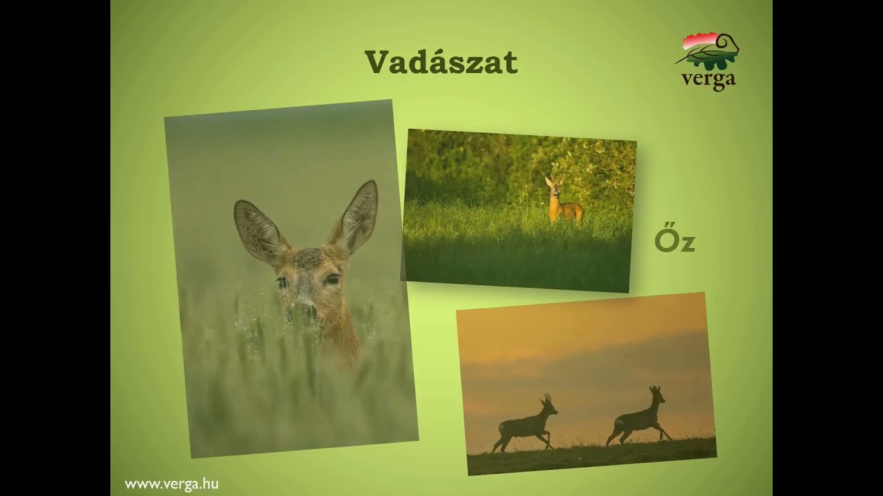 VERGA Veszpr&eacute;mi Erdőgazdas&aacute;g Zrt.