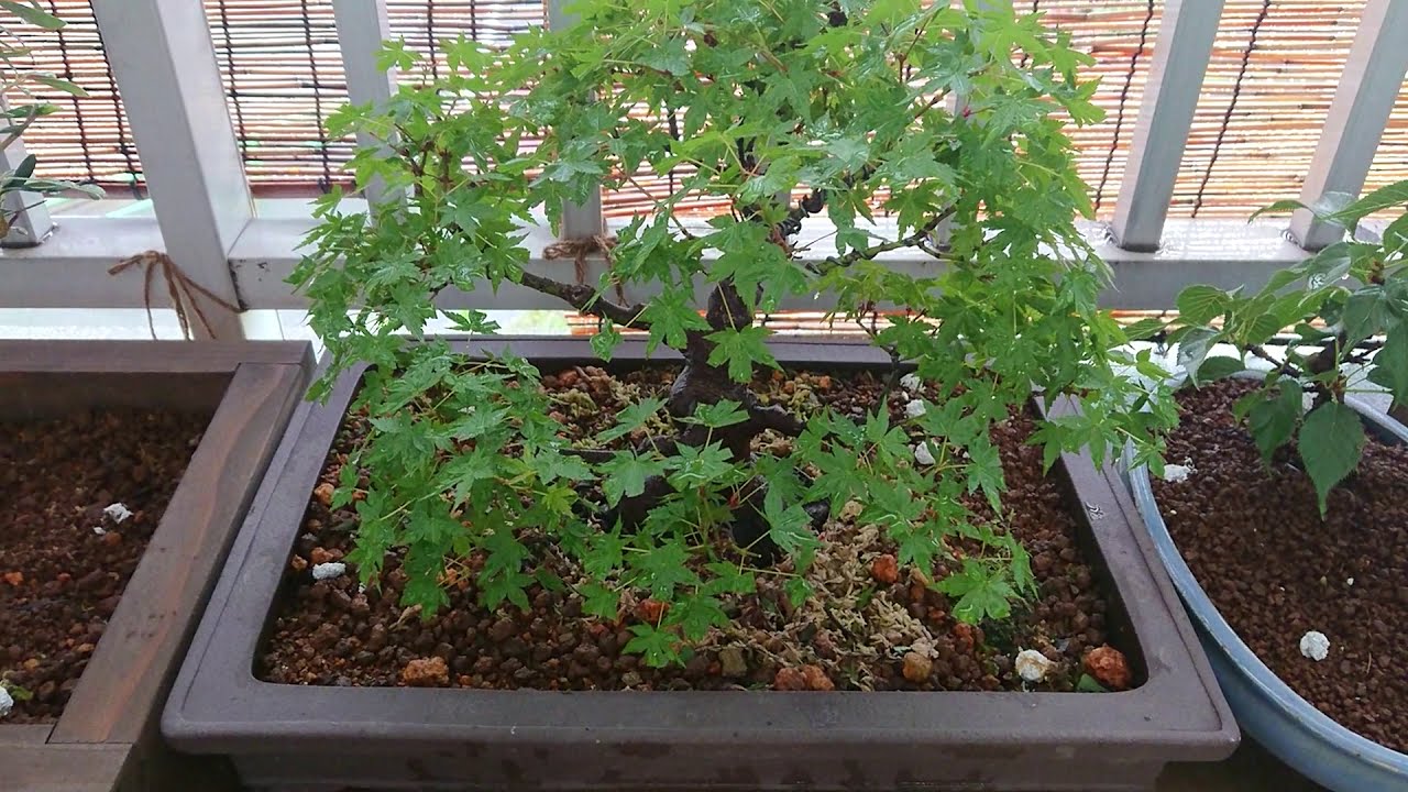 bonsai maple 