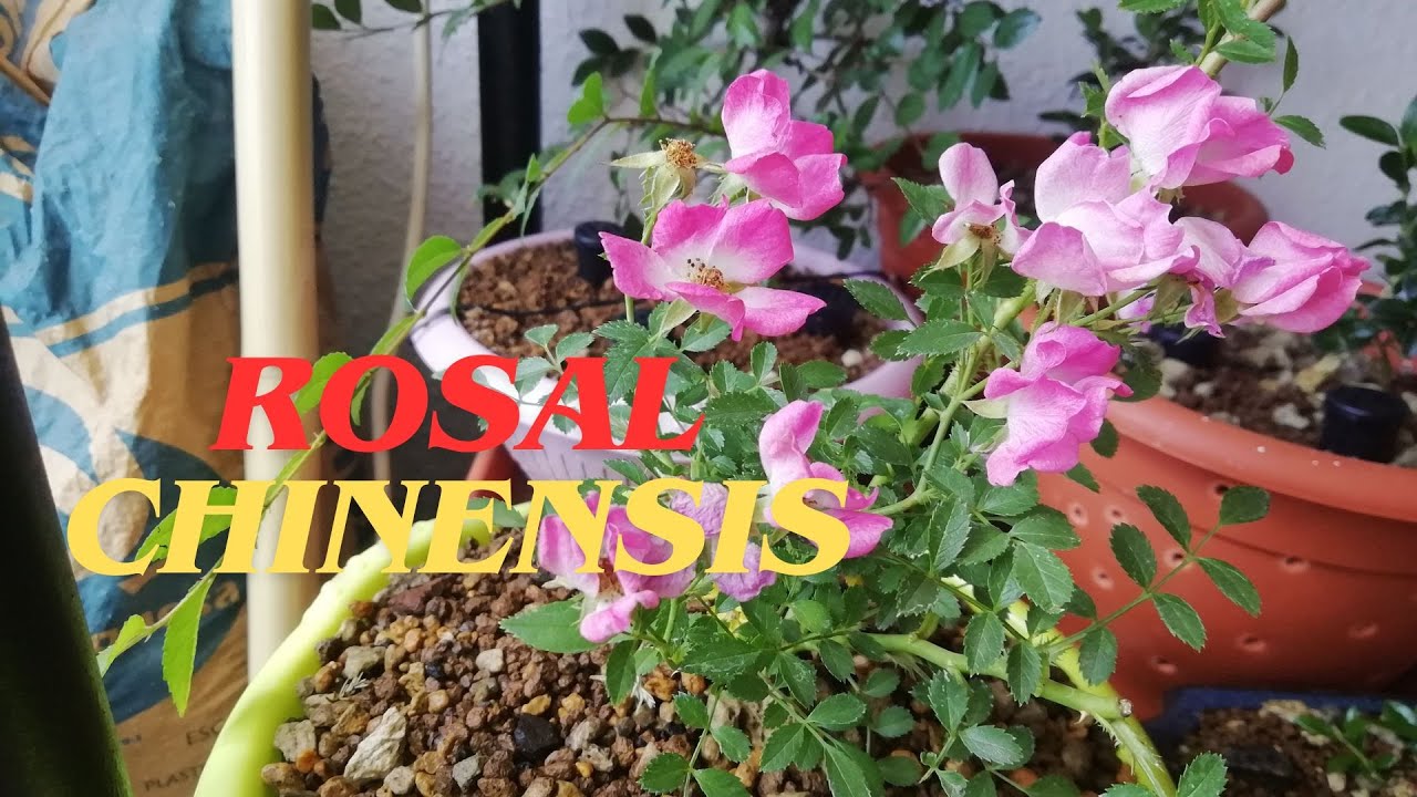 ROSAL CHINENSIS- CUIDADO QUE PINCHA #bonsái #arboles #naturaleza #plantas