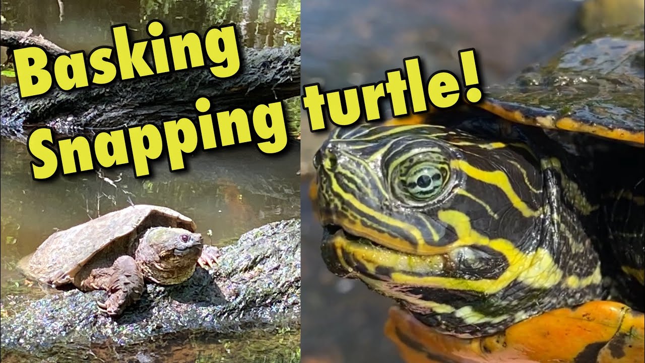 South Georgia Herping: HUGE Cooters, Basking Snapping Turtle, Musks and MORE!!