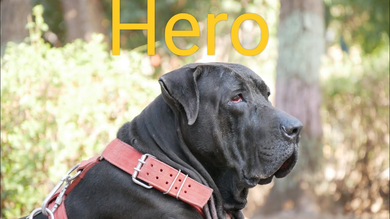 Hero & laddo Bully Kutta @Bullydog'sinindia #bullykutta #pakistanibullykutta #doglover #bullylover