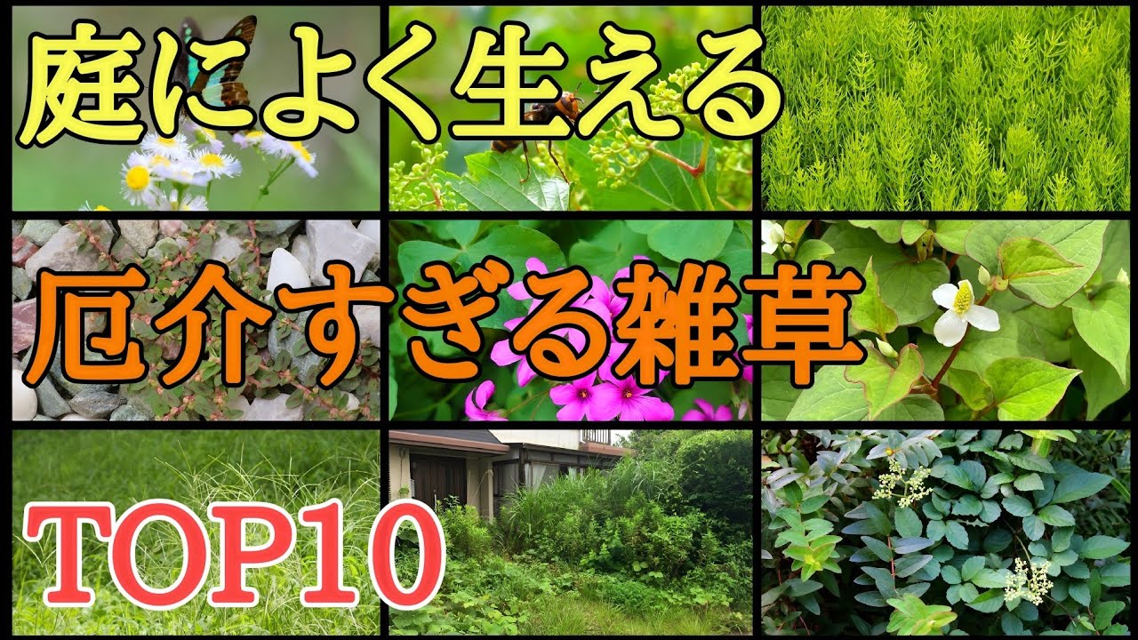 雑草対策｜除草剤不使用で庭に生える厄介な雑草を駆除する方法