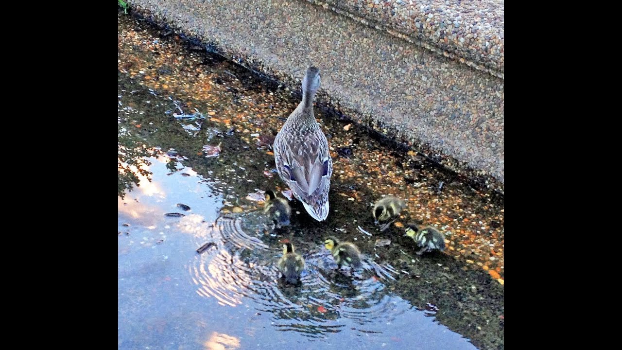 2 guys help 5 ducklings in a Washington DC park
