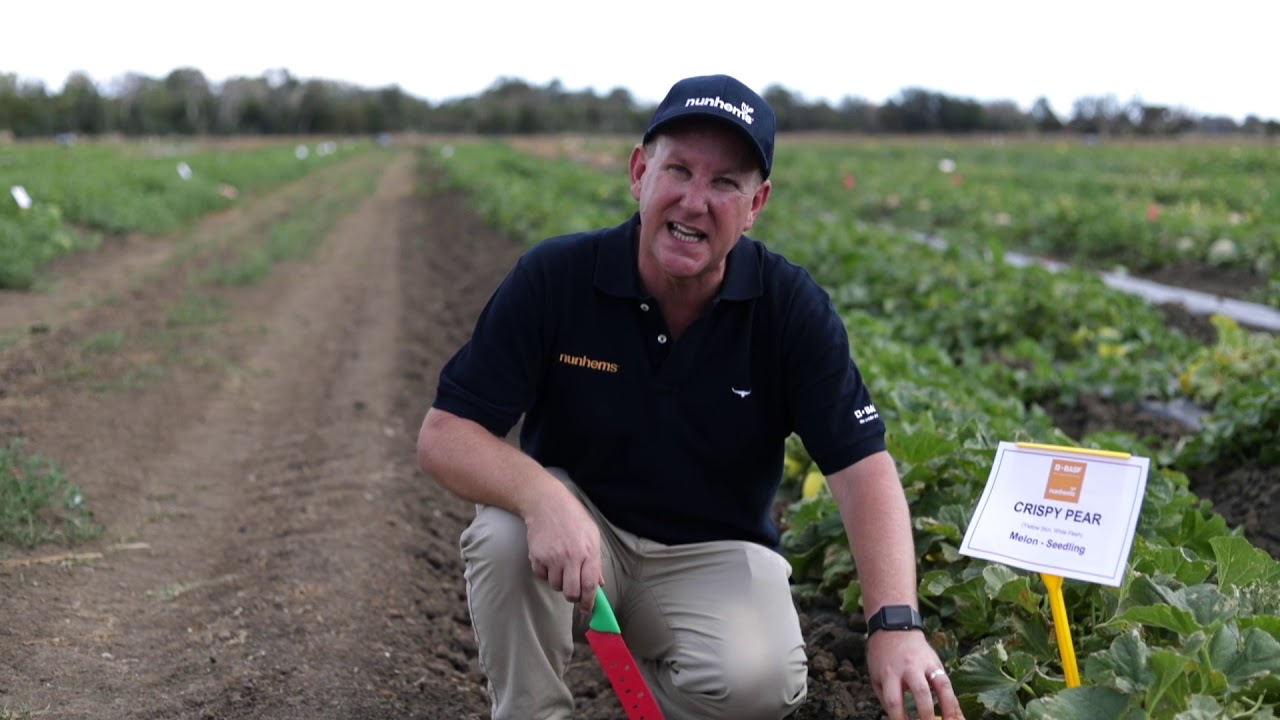 BASF Vegetable Seeds melons at the 2020 Australian Melon Conference & Field Day trial site, Hamel.