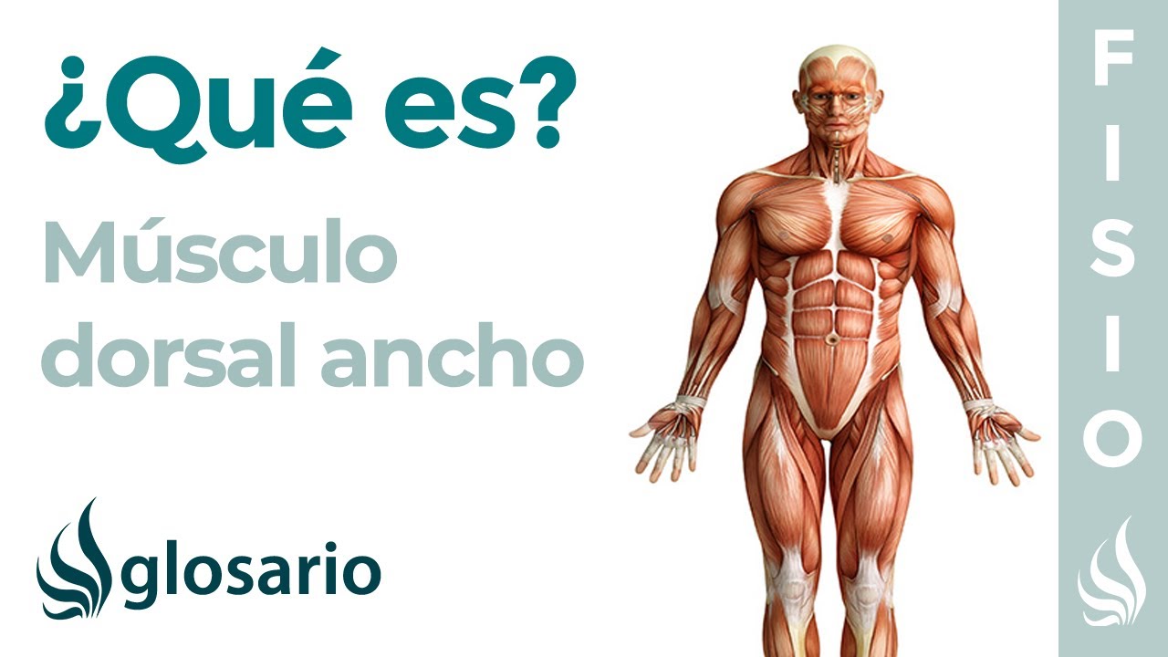 Músculo DORSAL ANCHO | Qué es, cómo estirar y fortalecer, origen, inserción, inervación y función