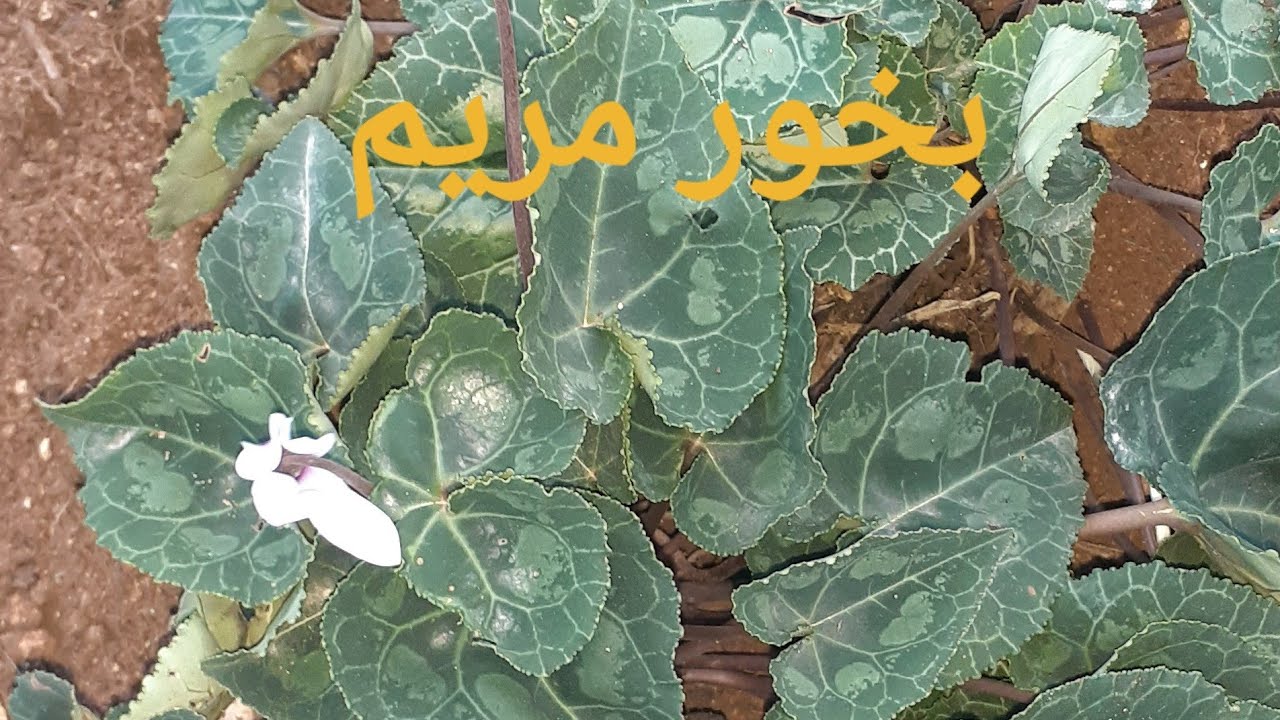 ماذا تعرف عن نبات السكلامين او بخور مريم ؟ Cyclamen