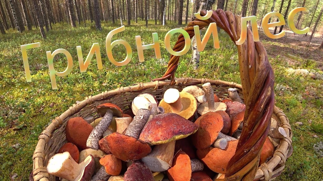 Грибы Архангельской области. Сказочный лес не перестает удивлять.  Корзина грибов собрана!!!