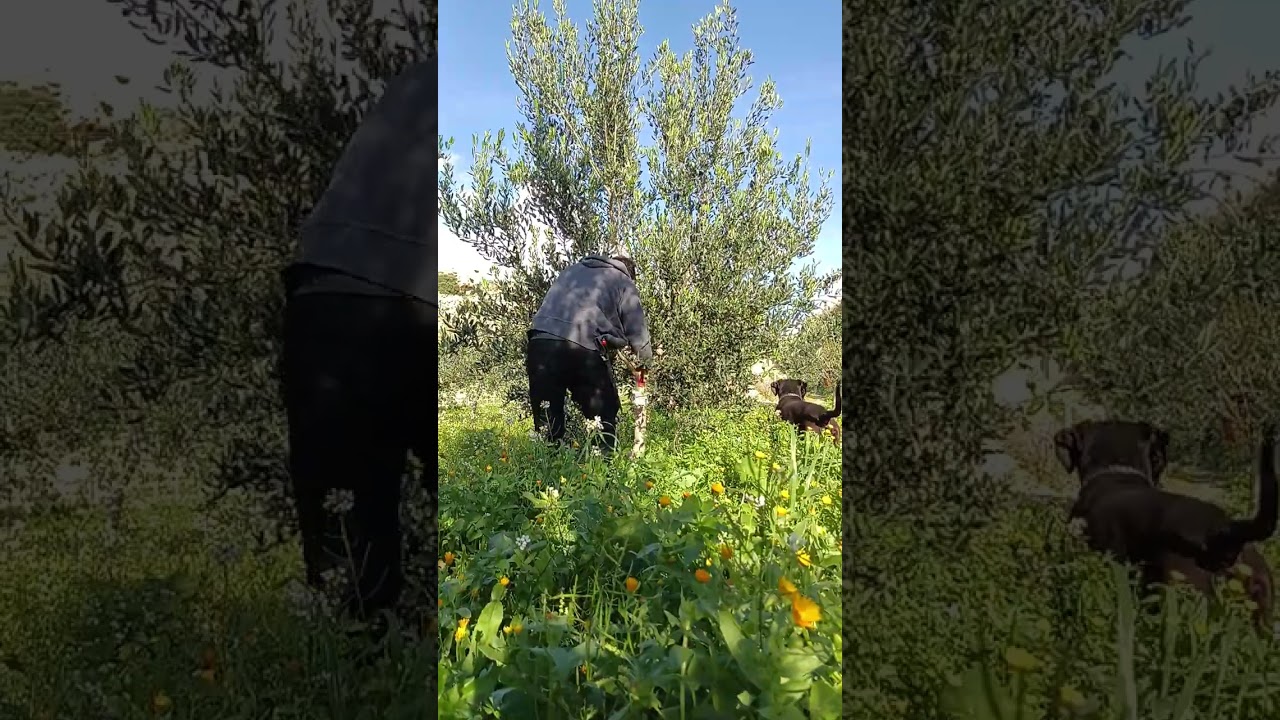 Potatura olive 2025 