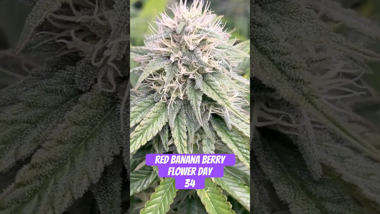 Red Banana Berry Strain Flower Day 34 #420 #seedtoharvest #crazybud