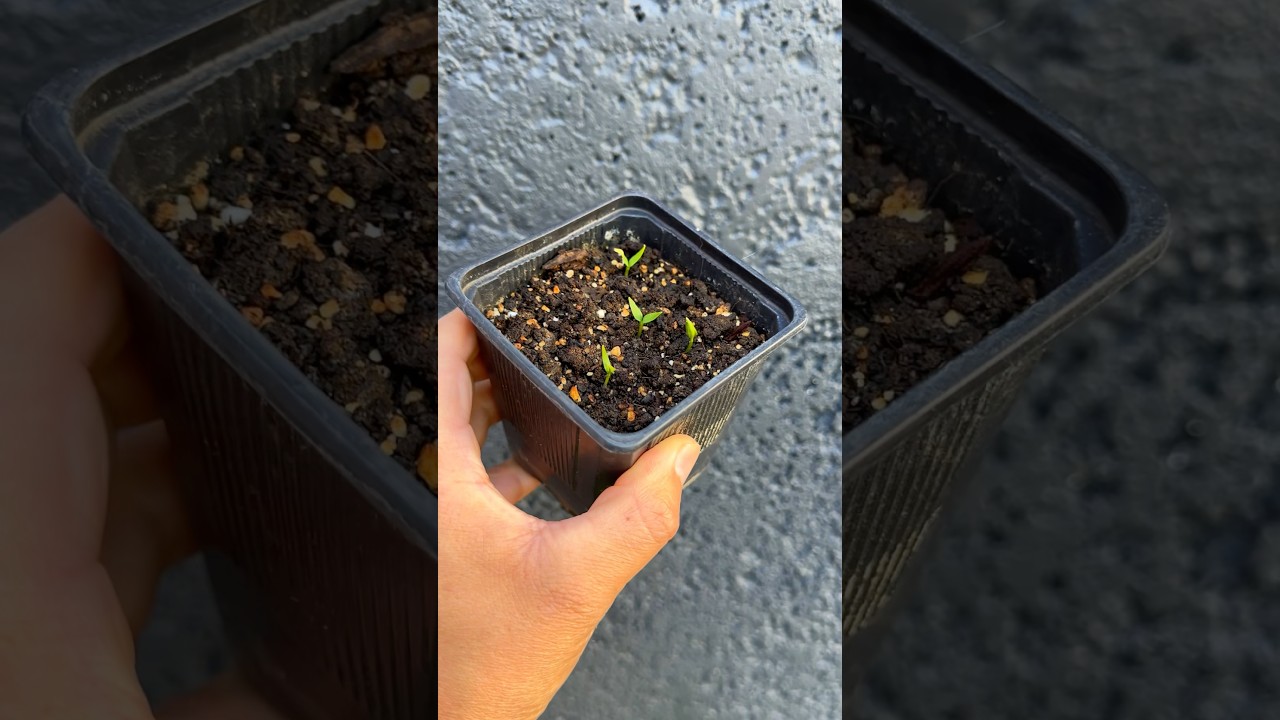 C&oacute;mo germinar semillas y no fracasar en el intento #semillas #siembra #siembraycosecha #huerto