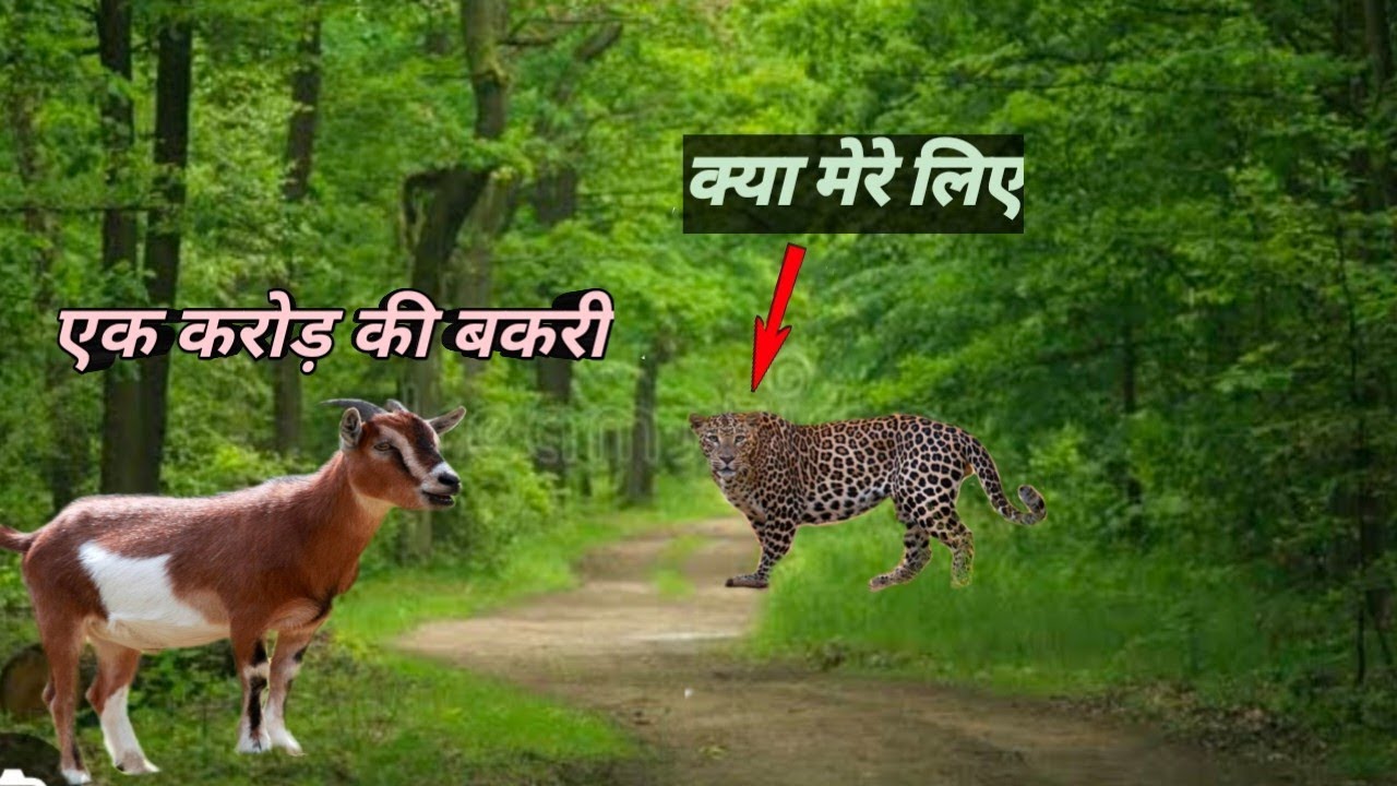 क्या बकरी छोडी जाएंगी जंगल में|Night ride Nawegaon Bath National park|Tiger shitting 