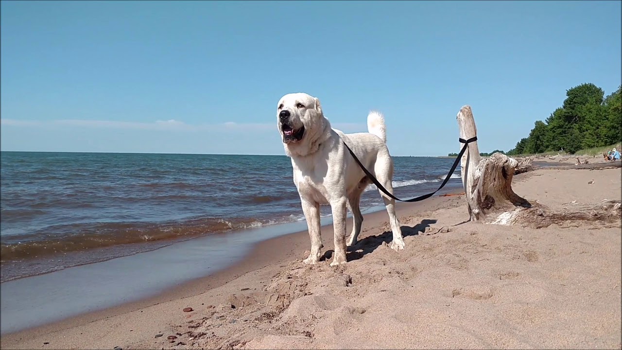 central asian shepherd alabai is fast powerful dog
