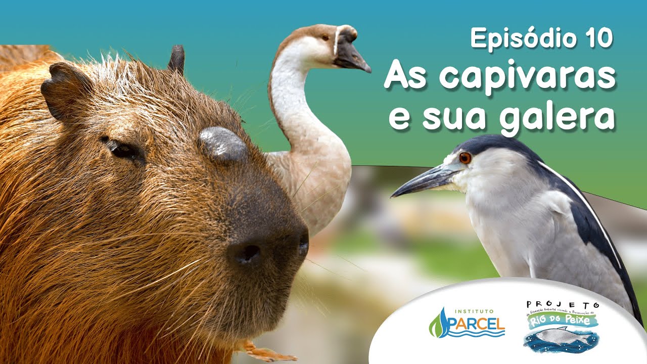 Episódio 10 - As capivaras e sua galera