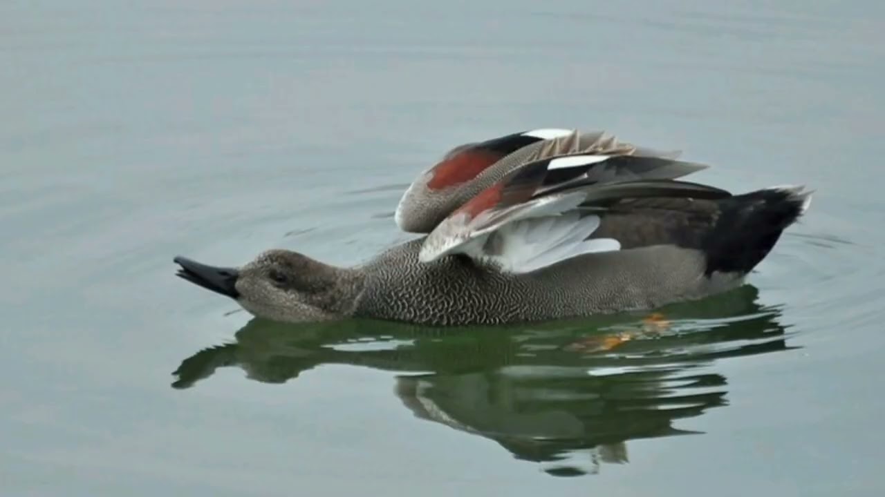 Gadwall duck sound call and pictures @volcanoofbeauty5481