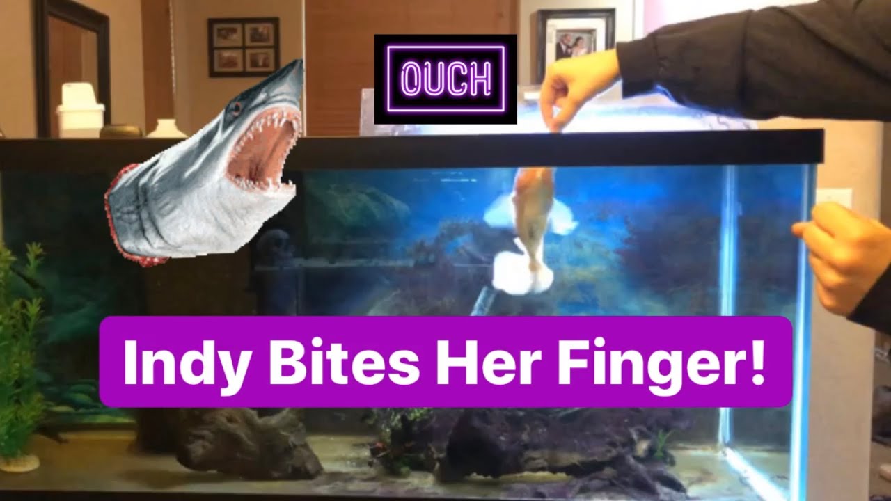 Oscar Fish Bites Finger During Feeding