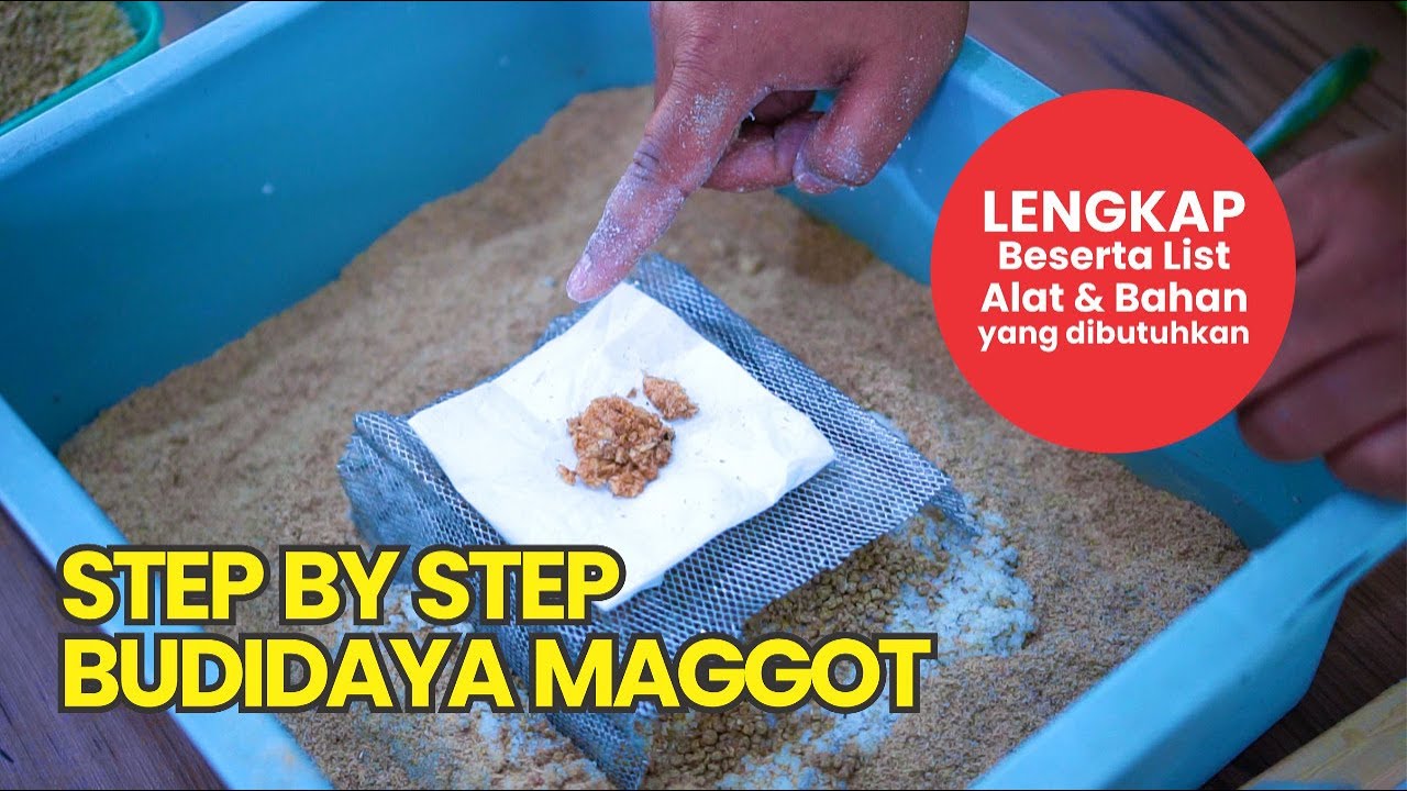 Cara Budidaya Maggot Sederhana Untuk Pemula. Peluang Usaha Agrobisnis Potensial yang Wajib Anda Coba