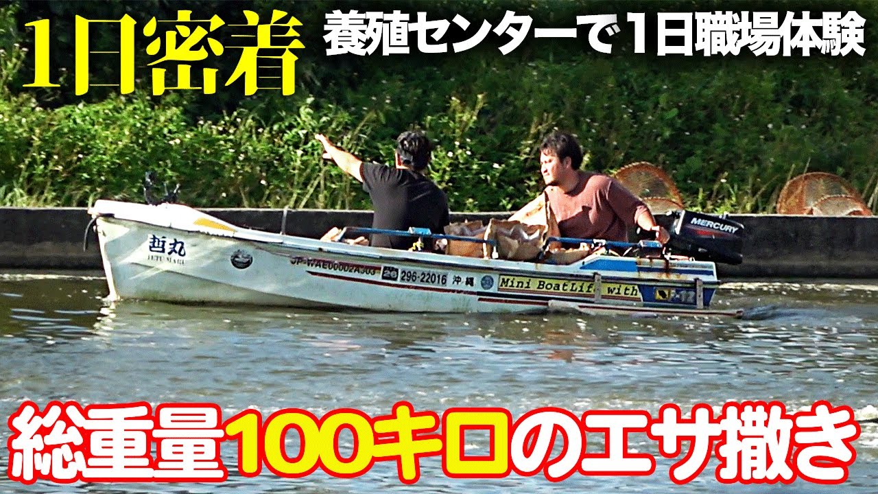 車海老はこうして出荷されます！沖縄養殖センターの1日に密着【後編】