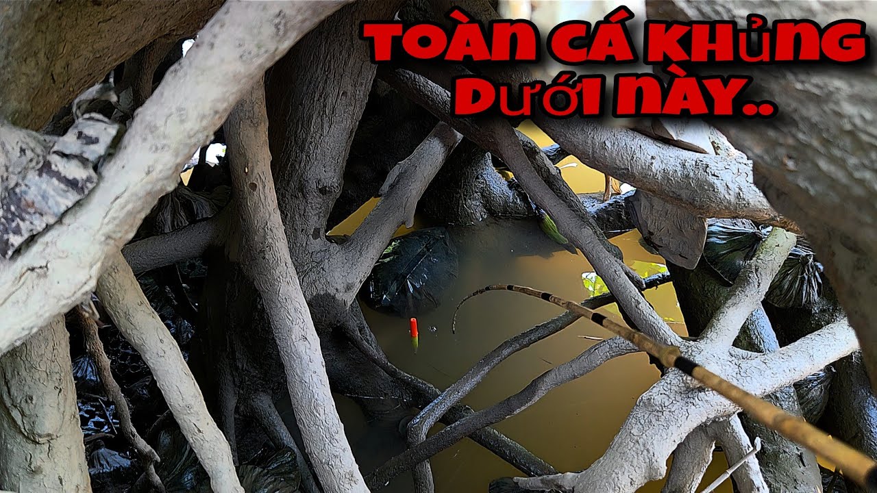 Tập 211 - Quá Khủng Khiếp Trúng Luồng Cá Rô Khủng Câu Đầy Thùng Luôn | Câu Cá Rô Đồng