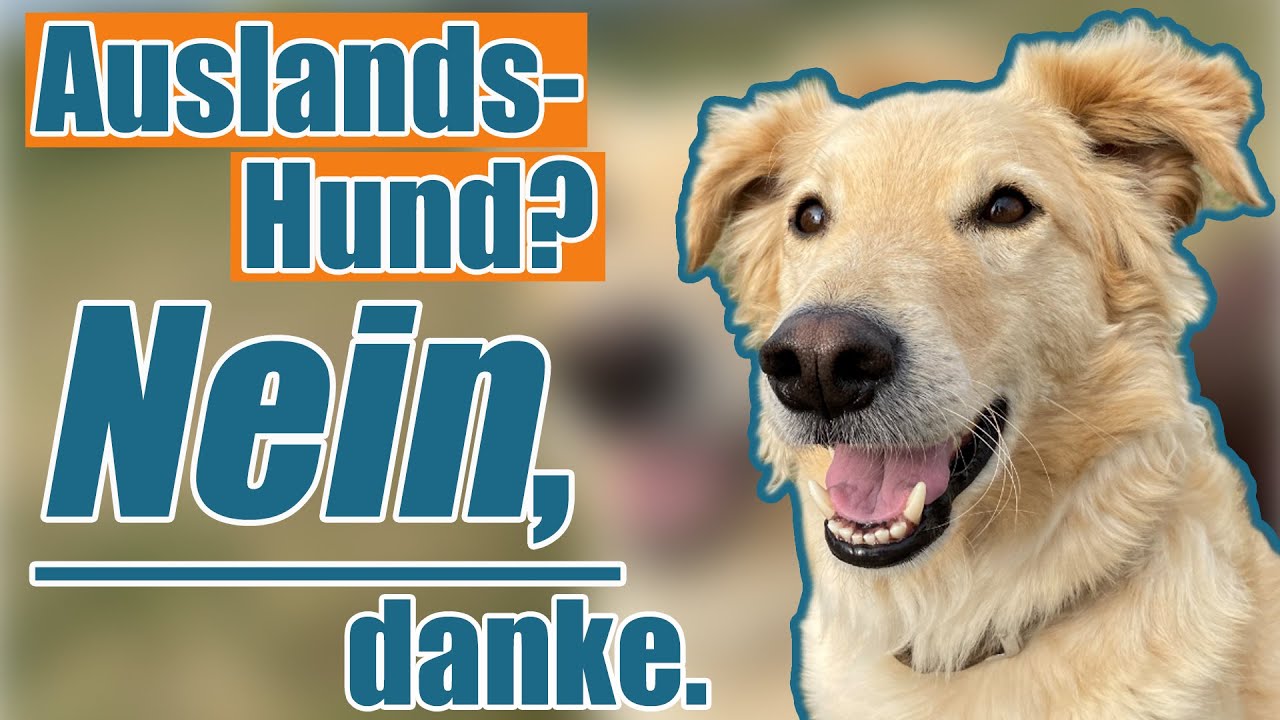 Die Wahrheit über Auslandshunde - TEIL 1