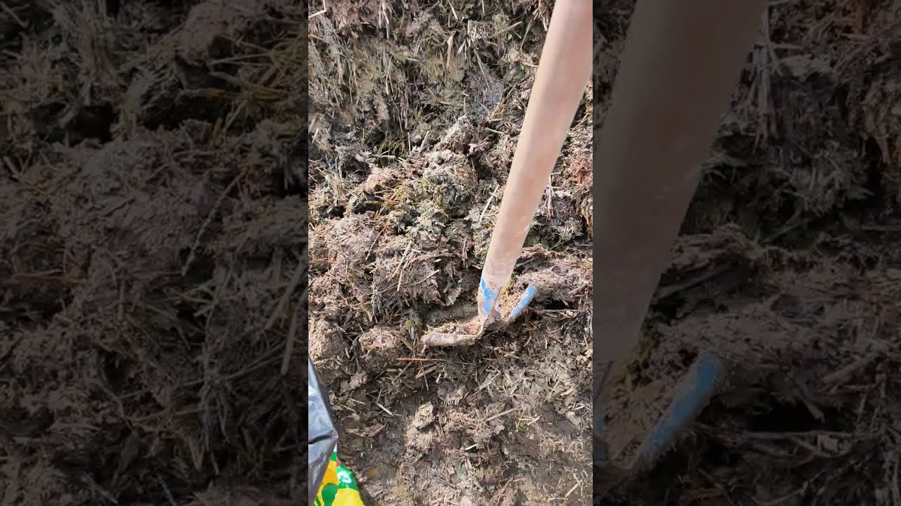 Au #potager le beau temps favorise l'élan , mais rien ne sert de courir , il faut partir à point ...