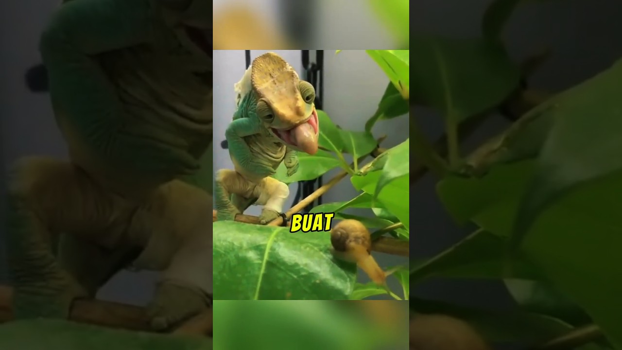 Sesumpah 😱 Seram, Pelik Tapi Luar Biasa!