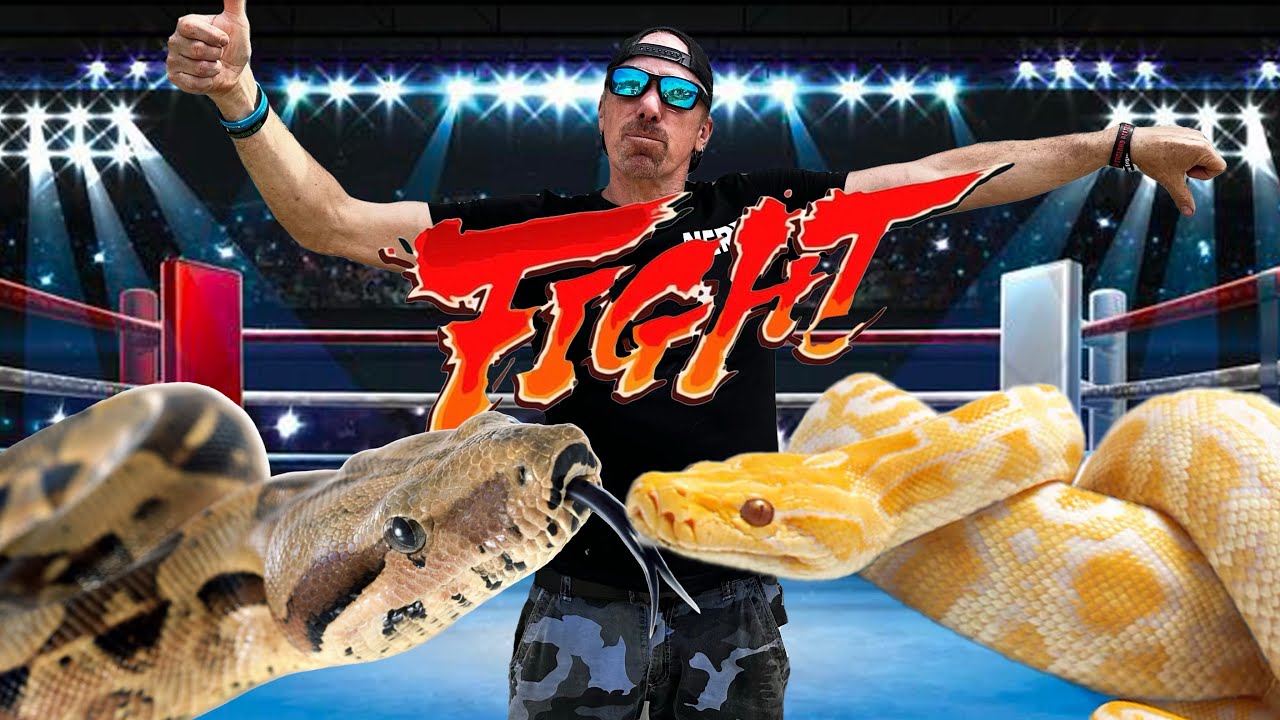 Best Pet Snake?  Boa or Python? What Do You Think and WHY?