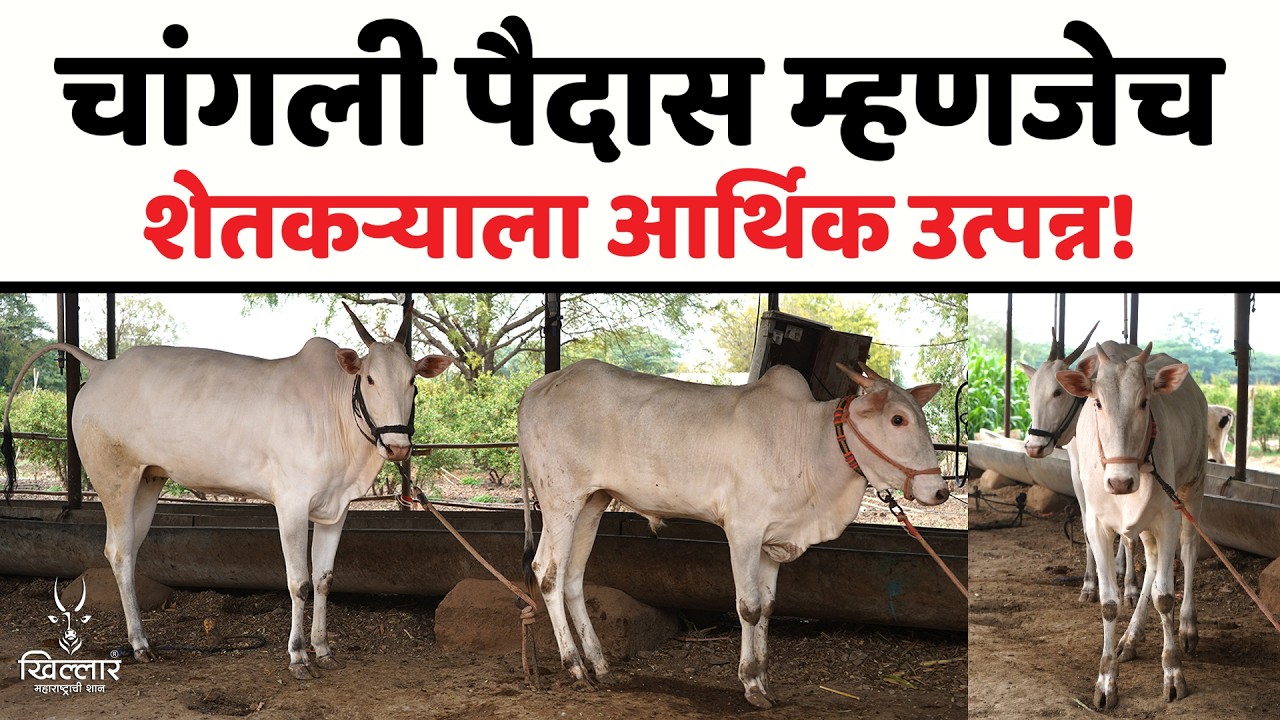 खोंडाचे गुण कोणाकडून येतात? वळू की गाय? भाग 3 | Khillar Maharashtrachi Shaan 2026