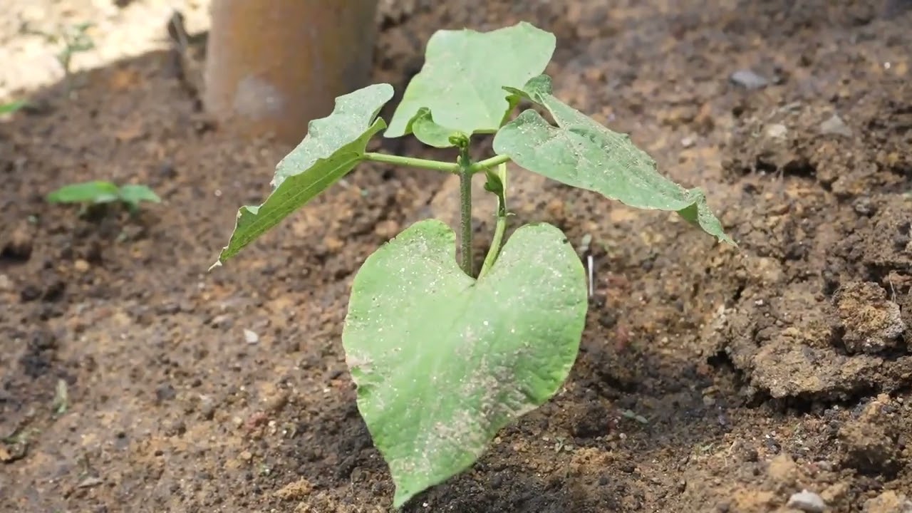 Manejo agronómico fríjol voluble