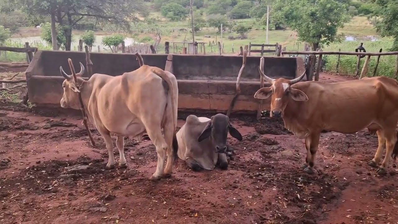 COMO É A VIDA NA ROÇA  VACAS PARA TIRA LEITE VEJA AQUI NO CANAL INSCREVA-SE NO CANAL 