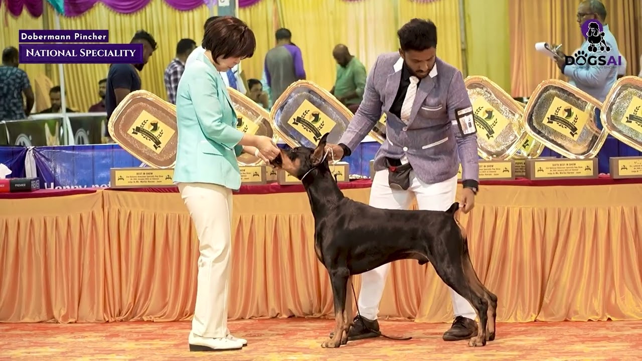 Dobermann Pinscher Conference of India's National Speciality.