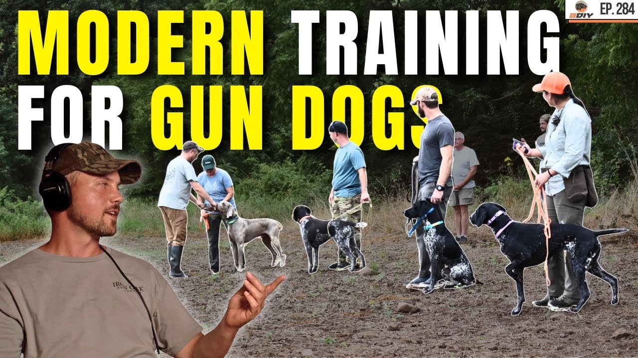 Training a Bird Dog: The Modern Approach