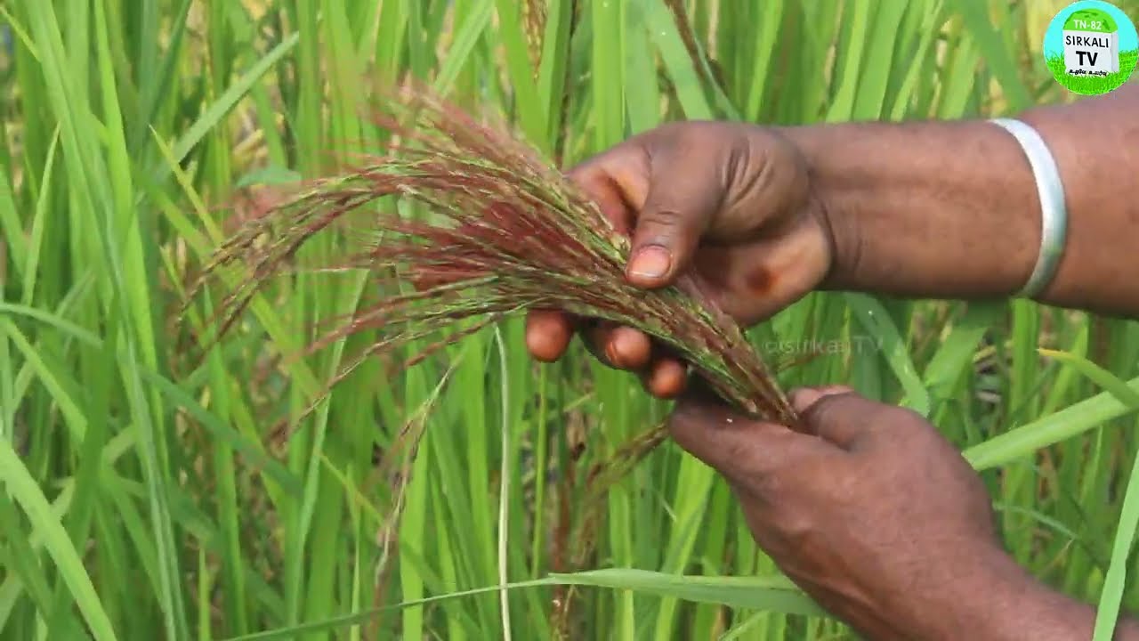 வாழையடி வாழையாக, தழைக்கும் பாரம்பரிய பால் குட வாழை நெல் | Pal kuda vazhai Rice | Rice for babies